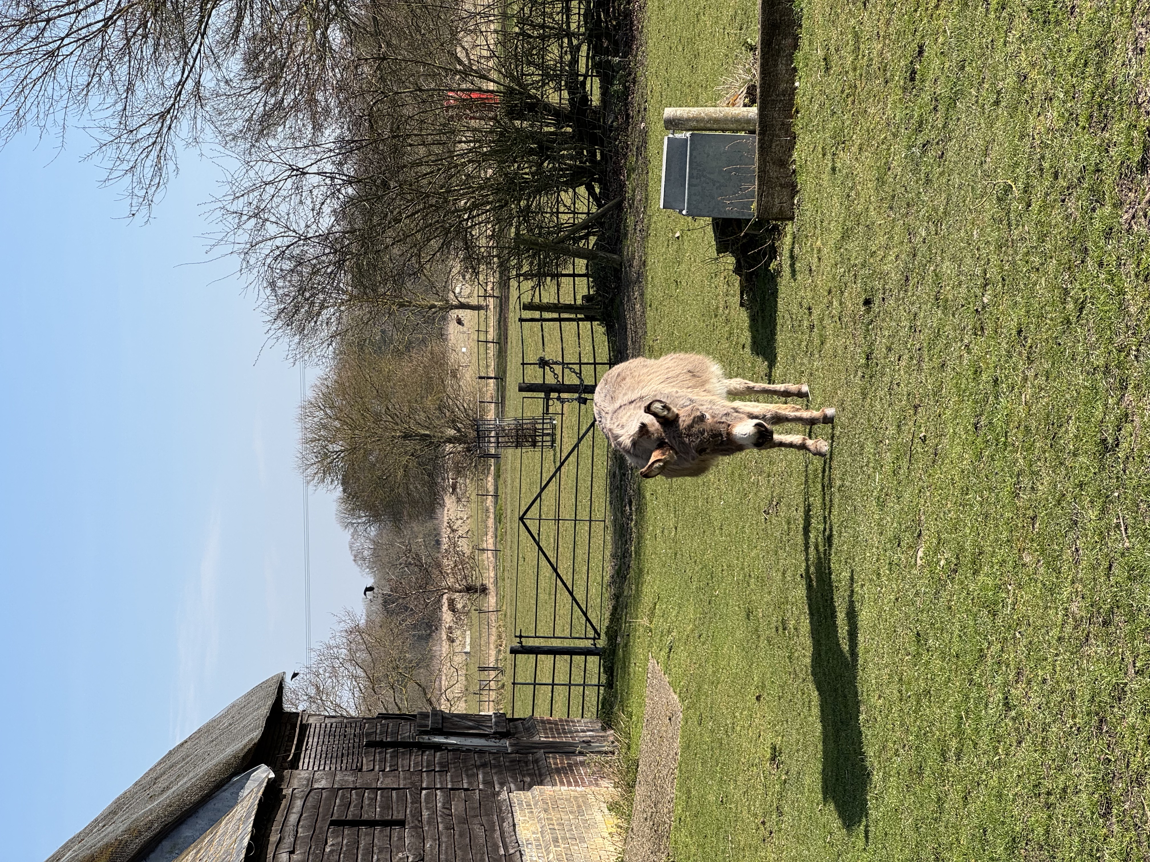 Charles the donkey at his enclosure
