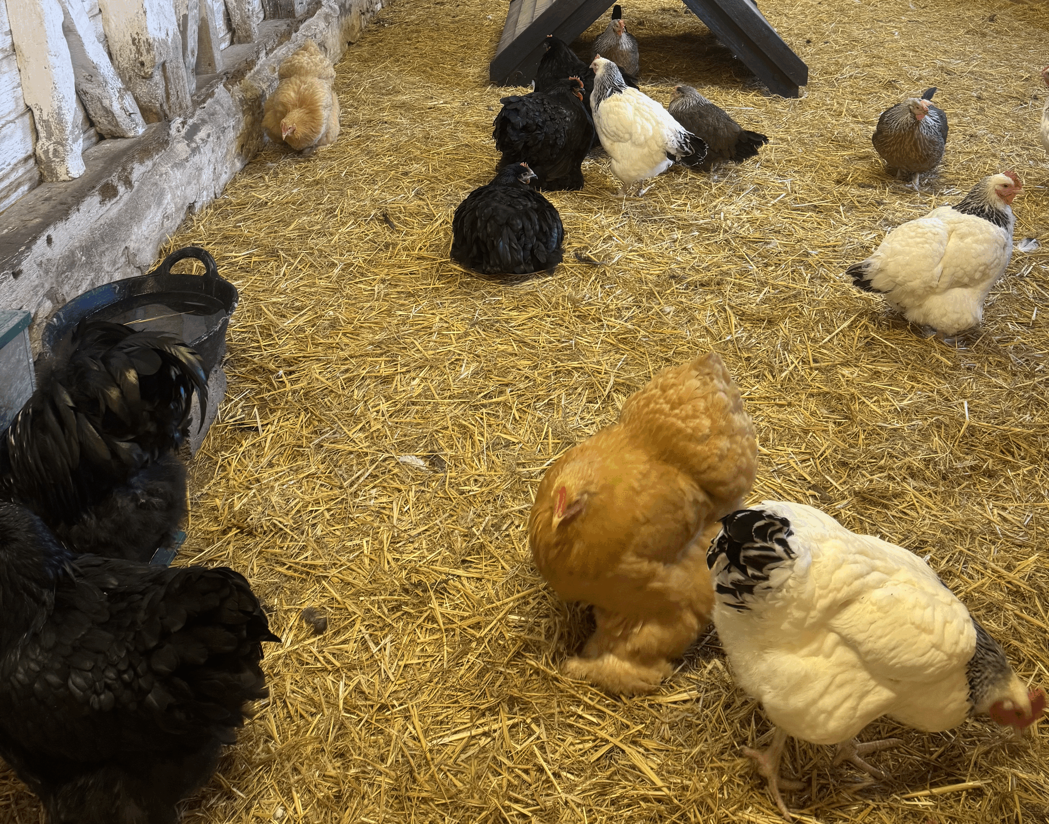 Fluffy hens at Wimpole Home Farm